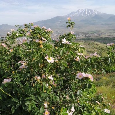 gelincik3834's profile picture. 