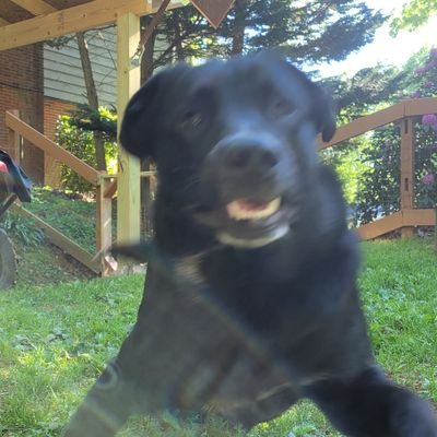 lilly18347717's profile picture. free palestine 🇵🇸