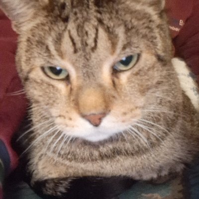 Catmama7017451's profile picture. 