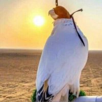ألغاز شعبية (@hamadaldolehy) 's Twitter Profile