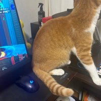ふいっつ (@fitssj) 's Twitter Profile