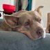 Martha - my dog says Iโm cool (@nerdy4history) Twitter profile photo Martha - my dog says Iโm cool (@nerdy4history) Twitter profile photo
