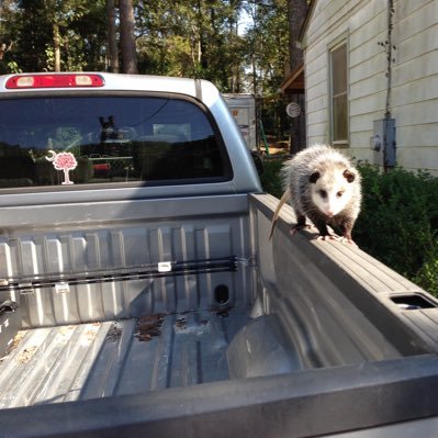 Michael89777838's profile picture. Gamecocks Cowboys