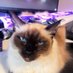 Tyraxe (@tyraxe) Twitter profile photo Tyraxe (@tyraxe) Twitter profile photo