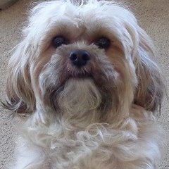 Mojobaby007's profile picture. Every time I tell the truth, I get kicked off.  Starting Over Again. MAGA, PATRIOT, CONSTITUTION , ANTI CORRUPTION, ANTI LIBERAL. TRUMP.  I A M  C H A R L I E
