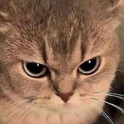 TomIrish13's profile picture. 