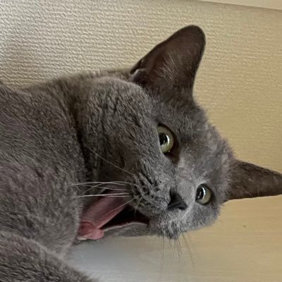 ざわさんのプロフィール画像