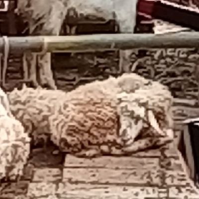 UKambing4798's profile picture. 