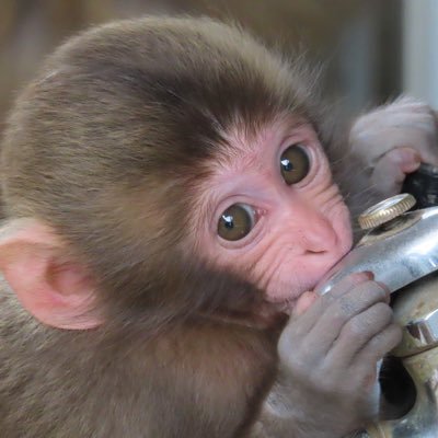 パフェちゃんママさんのプロフィール画像