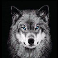 Hospitalized_Wolf (@f_half_sol) 's Twitter Profile