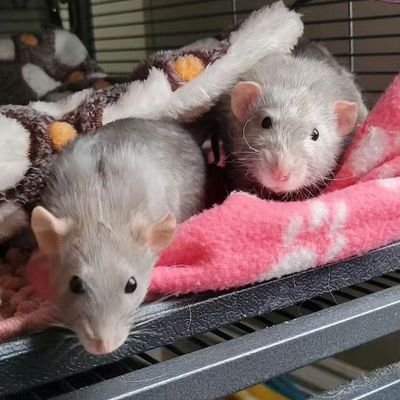 ペットは人間化しています。それらは、私たちにはすべての生命を守り、育て、世話する義務と責任があることを思い出させます。ミナ愛してる🌹☘️🌾