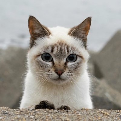 猫の写真家です。猫の写真を載せています。著書「飛び猫」、「ねこ禅」、「フクとマリモ」KADOKAWAなど、猫写真展や猫イベントを全国各地で開催しています