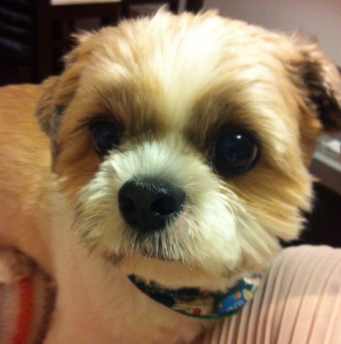 izumiezqueen's profile picture. 