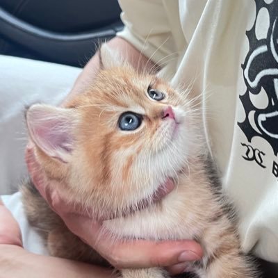 cylxh1118's profile picture. stay hungry, stay foolish.