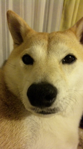 tuyo_sann's profile picture. モータースポーツ、Jリーグ大好なおじさんです。主にF1、スーパーGT、WECなどを観ています。又、ACC、EAWRC、無印AC、LMUをよく走ってます。無言フォローする事がありますが宜しくお願い致します🙇🏻‍♂️