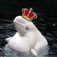 CryptoSapiens 🟠(@cryptosapi46442) 's Twitter Profile