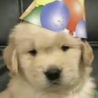 nez / deacon ✰ (@meddlingmutt) 's Twitter Profile