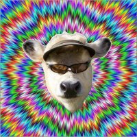 Bob On Blast (@bobonblast42069) 's Twitter Profile