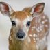 AppleElsi 🦌 エルシ🐍🌸 (@deerly_obsessed) Twitter profile photo AppleElsi 🦌 エルシ🐍🌸 (@deerly_obsessed) Twitter profile photo