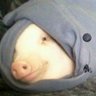 ina_blanket's profile picture. Pig in a Blanket——Go Hogs