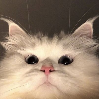 akun belajar tapi kadang mogok belajar (nawaitu konsisten), 1st years in shs (bentar lagi naik tapi)! mplb 🐈⬛🐾