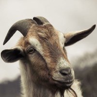 CHEUSI (@mkoma_son) 's Twitter Profile