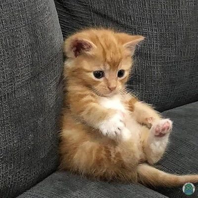 cattreenn Profile Picture