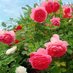 🌷رحمه🌹🌹 (@rmh406048397121) Twitter profile photo 🌷رحمه🌹🌹 (@rmh406048397121) Twitter profile photo