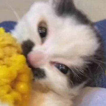 sckenairda's profile picture. 