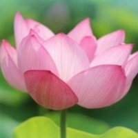 かおりん🍀 (@kaorin_567) 's Twitter Profile