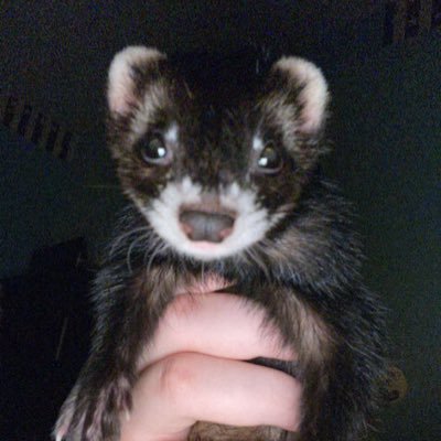 HunterMCOC's profile picture. Mcoc I have a ferret and yeah