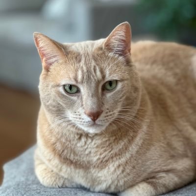 postshowrecaps's profile picture. Used to be a podcast. Now I'm a pawed cat.