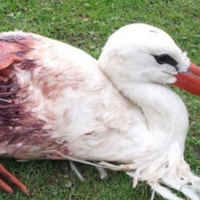 StFrancisAWAI's profile picture. Our mission is to spread awareness regarding the dwindling bird population caused by windmills.