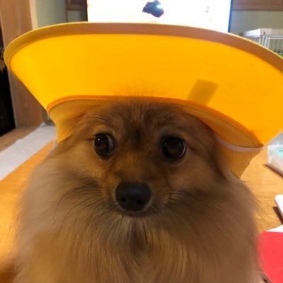 お芋はシルクスイートてす、壺で時間を掛けてじっくり焼いており、中までしっとりと焼き上げております。 甘くて美味しいお芋です、是非ご賞味ください。 #焼き芋 #仙台市 #つぼやきいも