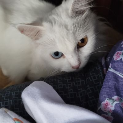 DestrianaAneu's profile picture. he was sunshine I was midnight rain