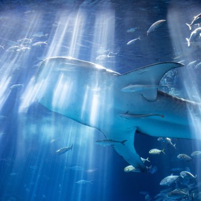 fireengine00's profile picture. 