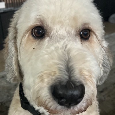 SNevinssleeper's profile picture. 