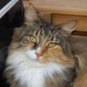 StefanNL_Plays's profile picture. Dutch, Gamer, makes games on @Roblox

Made Ro-Scale Netherlands

Fixes trains as a job

personal account, views are my own