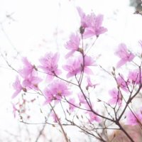 星夜瑠花 SEIYA RUKA (星夜るか) (@seiya_ruka_ruka) 's Twitter Profile Photo 星夜瑠花 SEIYA RUKA (星夜るか) (@seiya_ruka_ruka) 's Twitter Profile Photo