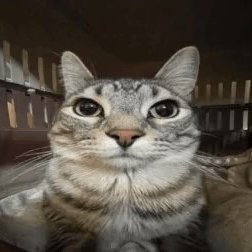 pegielm's profile picture. █▬█ █ ▀█▀
It's not gambling if you know you will win