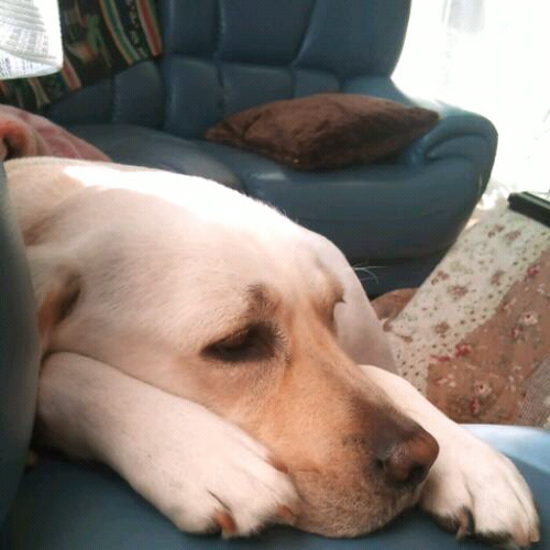 cazzo12's profile picture. おもに仕事とゲームやってます
趣味は映画鑑賞、アニメ化しそうなマンガを集めること! 
そして生き甲斐は飼い犬(ラブ)です今のところ