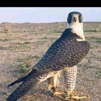 ابـو لافـي🖥️🖨️ (@bwlfy7697085366) Twitter profile photo