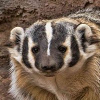 Astra 🏳️⚧️ Badger (@astrasecondary) 's Twitter Profile
