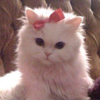 ₍^o̴̶̷̤ ₃ o̴̶̷̤^₎ 𝓡 💕 (@jjangkkyu_9) 's Twitter Profile