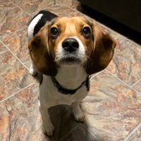 Penny.theBeagle (@penny_thebeagle) 's Twitter Profile Photo Penny.theBeagle (@penny_thebeagle) 's Twitter Profile Photo