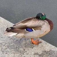 wil (@frogsono) 's Twitter Profile