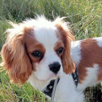 B.Schneider01 (@bschnd) 's Twitter Profile