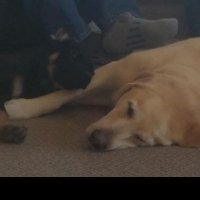 Diane (@rockinglab406) 's Twitter Profile Photo