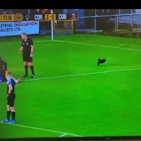TurnersCrossCat (@turnerscrosscat) 's Twitter Profile Photo TurnersCrossCat (@turnerscrosscat) 's Twitter Profile Photo