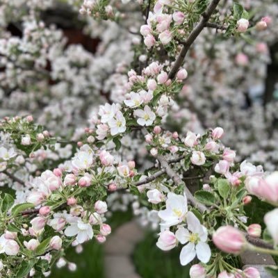 MadihaEjaz10's profile picture. 